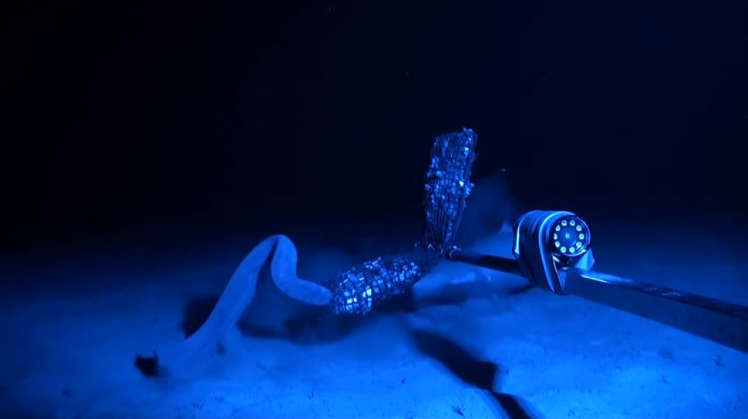 Seal shark finds out the hard way why you shouldn't attack a Hagfish