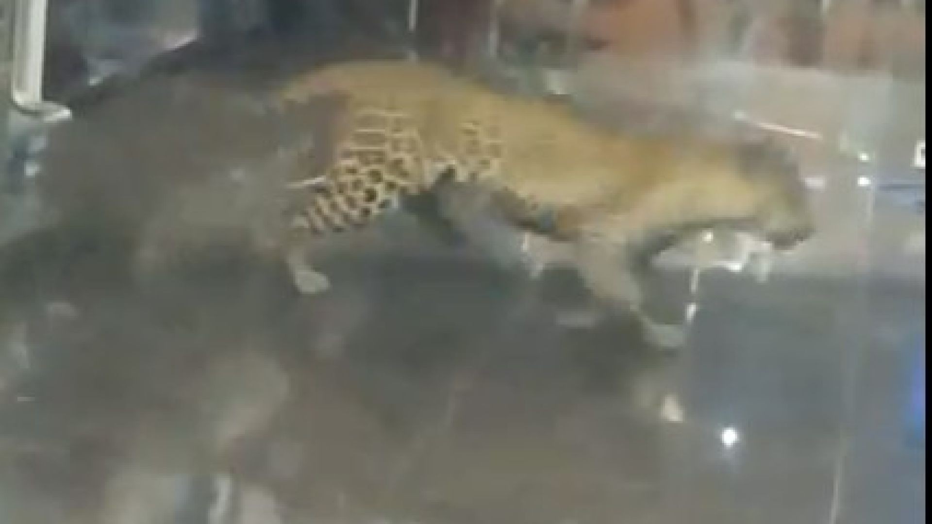 Leopard spotted at Kazipally industrial area Hetero Labs compound